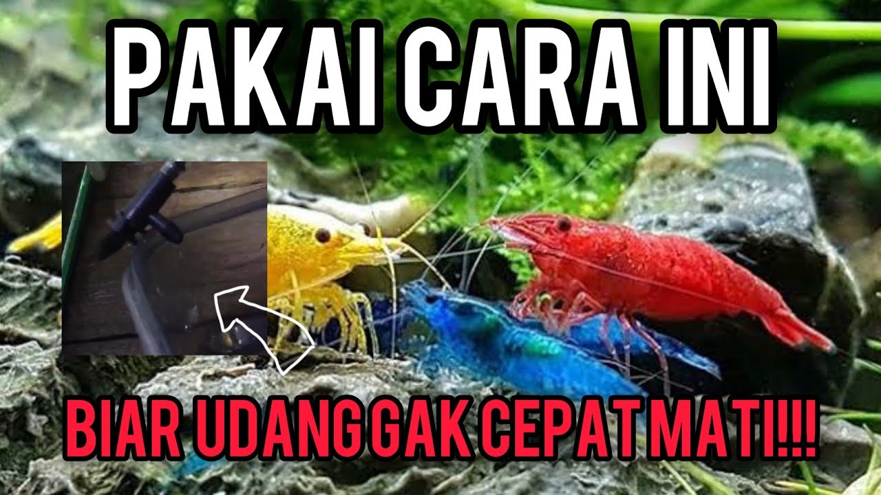 Pakai Cara Ini!! Meminimalisir Udang Aquascape Mati!!!
