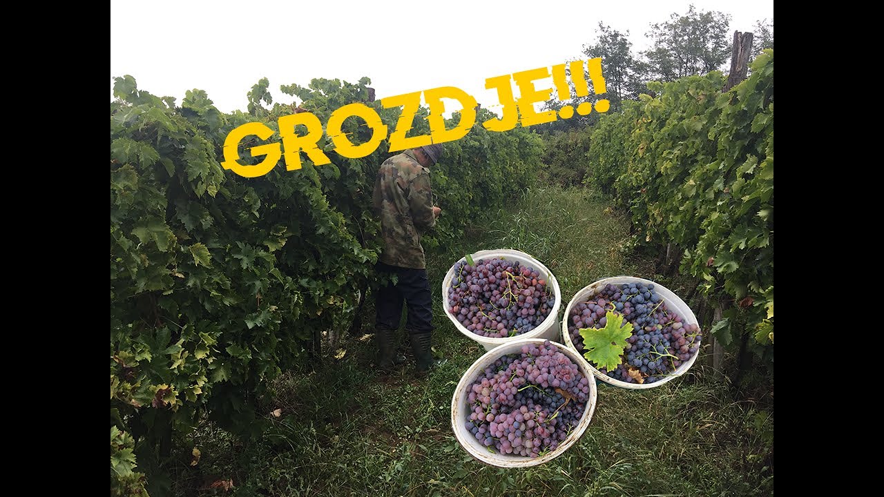IZ VINOGRADA: grozdje za rakiju