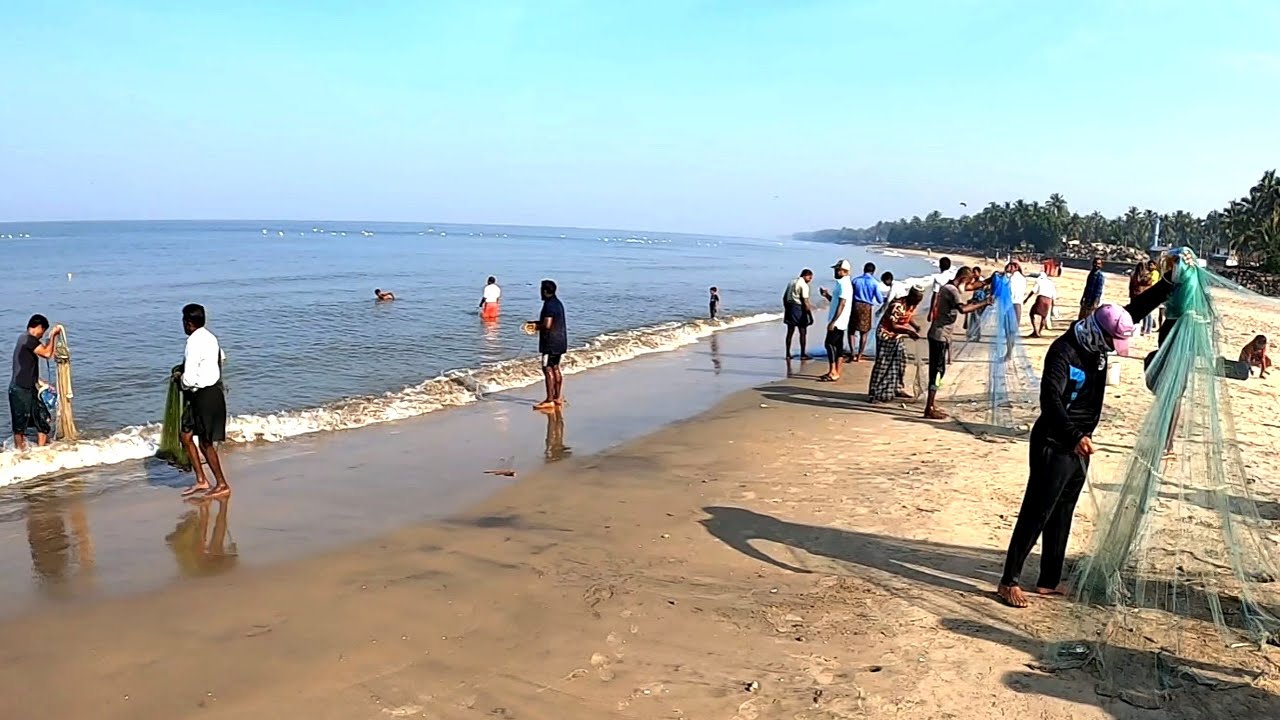 സ്രാവ് ചാകര🦈വീശിയവർക്കെല്ലാം മീൻ കിട്ടി🐙Cast Net Fishing|Kerala Fishing|Village FishinglNet Fishing