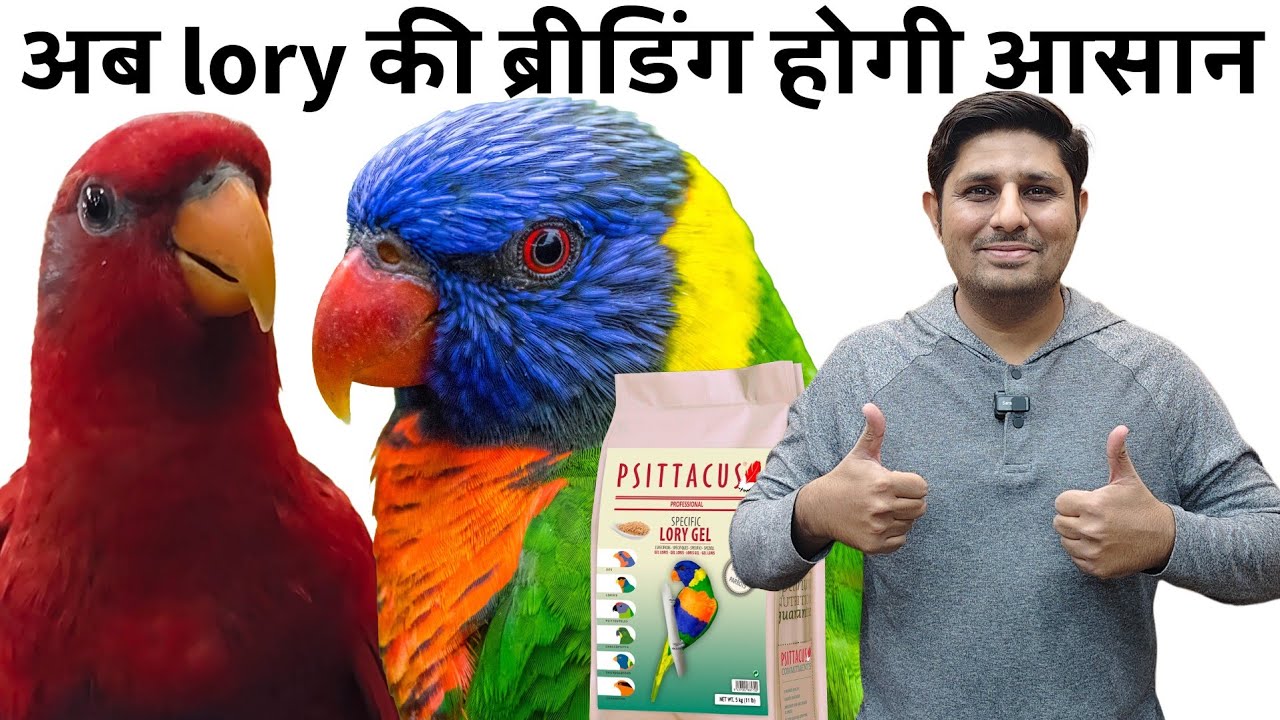 Lory Diet by Psittacus | Psittacus lory gel, nectar, Pellets & Hand Feeding | Lory Breeding Tips
