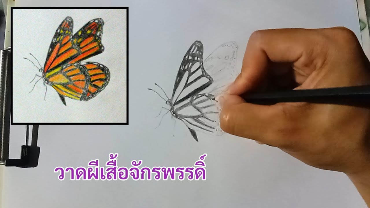  วาดผีเสื้อจักรพรรดิ์ ระบายด้วยสีไม้    Draw a monarch butterfly and color it with colored pencils. 
