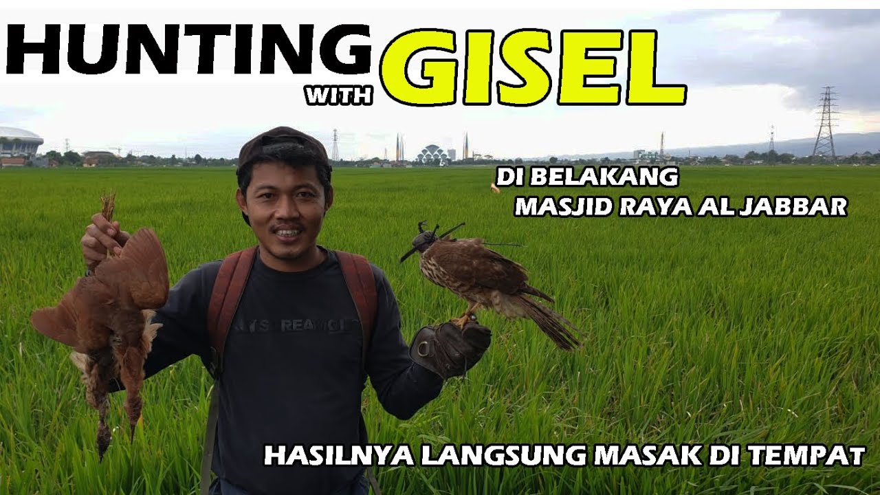 HUNTING WITH BROWN GOSHAWK 