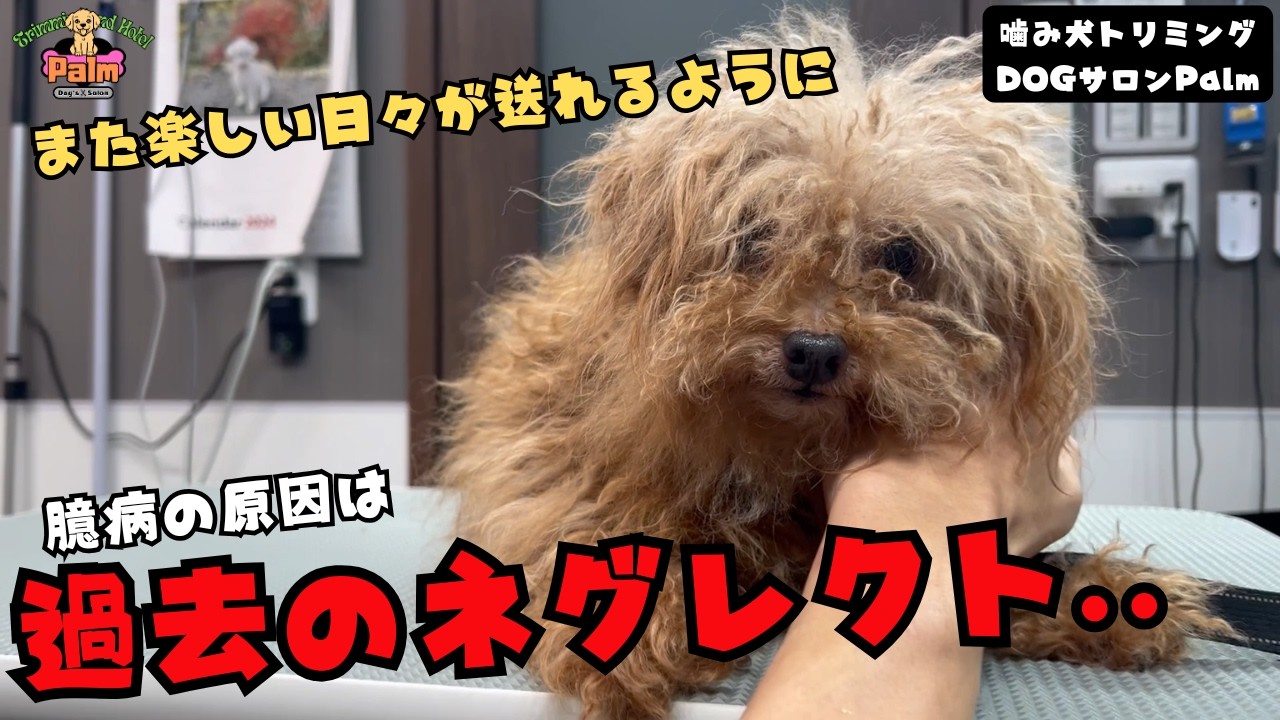 【初来店】引き取った飼い主さんの感動！！普通の生活に戻るため..トイプードルの噛み犬トリミング！！