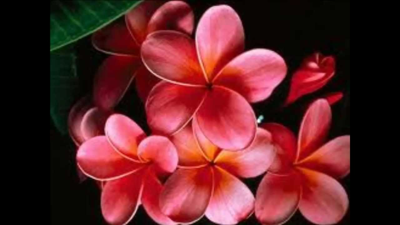 Tchaikovsky. - Vals de las flores. 