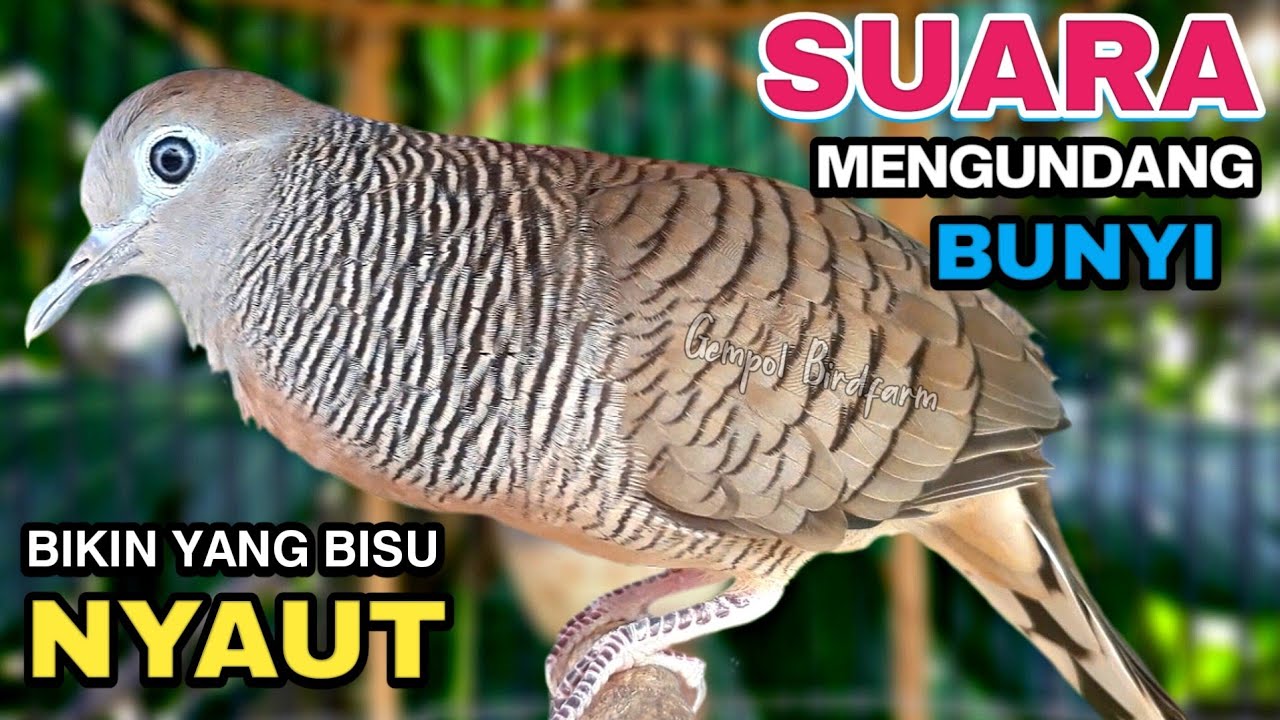 Perkutut Lokal Gacor Suara Besar Pancingan Burung Perkutut Agar Cepat Bunyi.