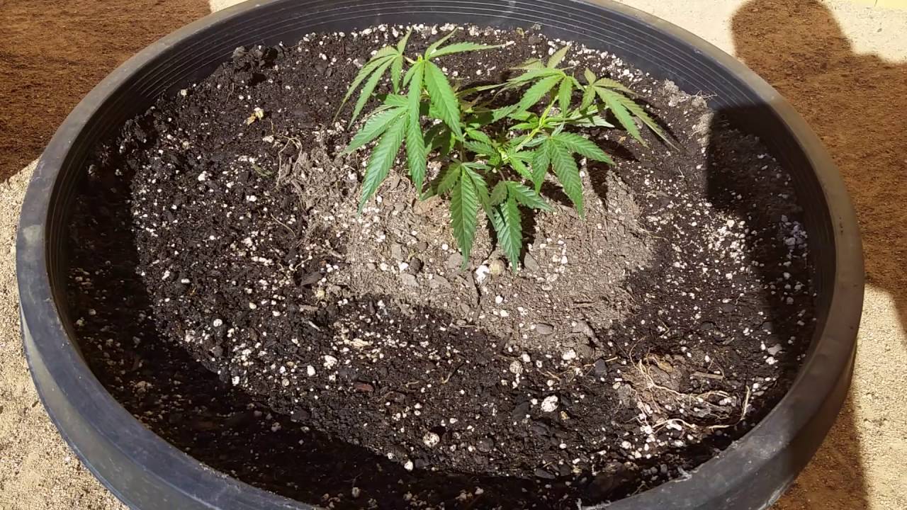 OUTDOOR MARIJUANA GROW. CBD STRAINS
