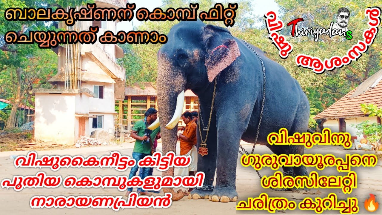 ഗുരുവായൂർ ബാലകൃഷ്ണൻ ആനയുടെ ലുക്ക്‌ തെന്നെ മാറ്റി പുതിയ കൊമ്പുകൾ...Guruvayur balakrishnan