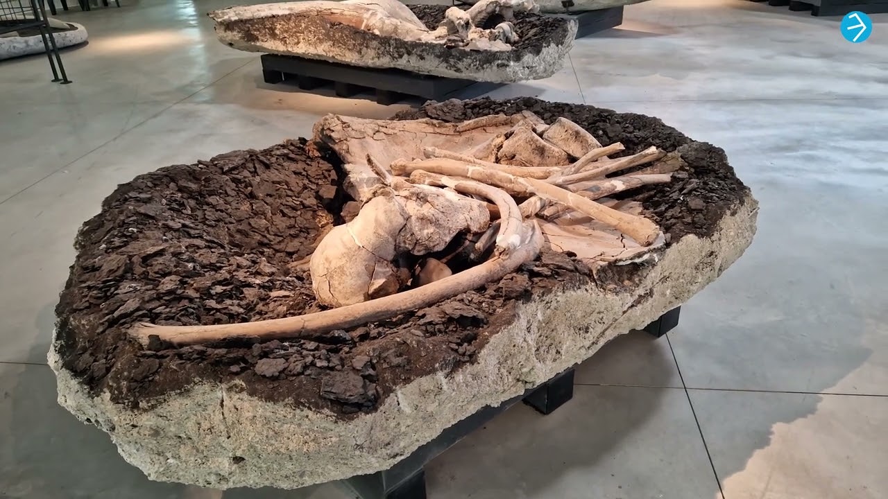 Pietrafitta, Italia | Walking Tour del museo paleontologico in 4K con sottotitoli (Umbria antica)