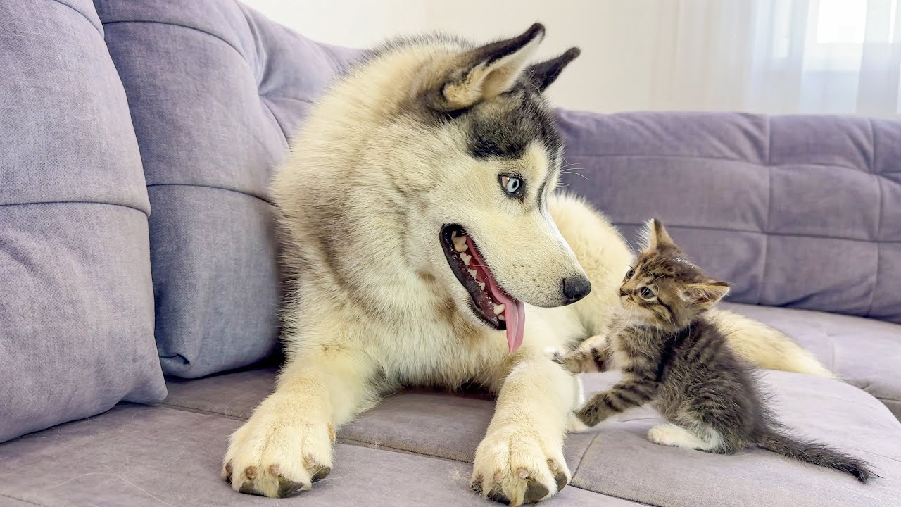 Giant Husky + Tiny Kitten = Chaos and Cuteness [BEST REACTION EVER!!]
