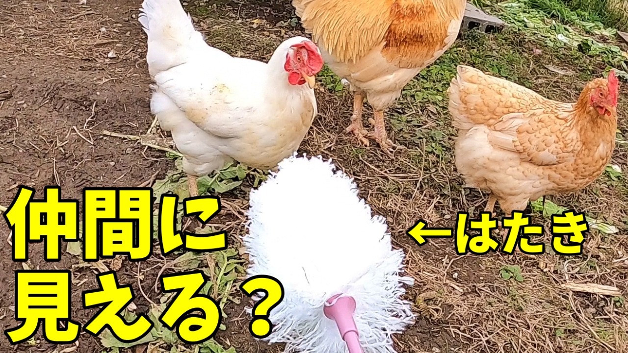 ニワトリに友達を増やしてやりたい一心でした… 342話目