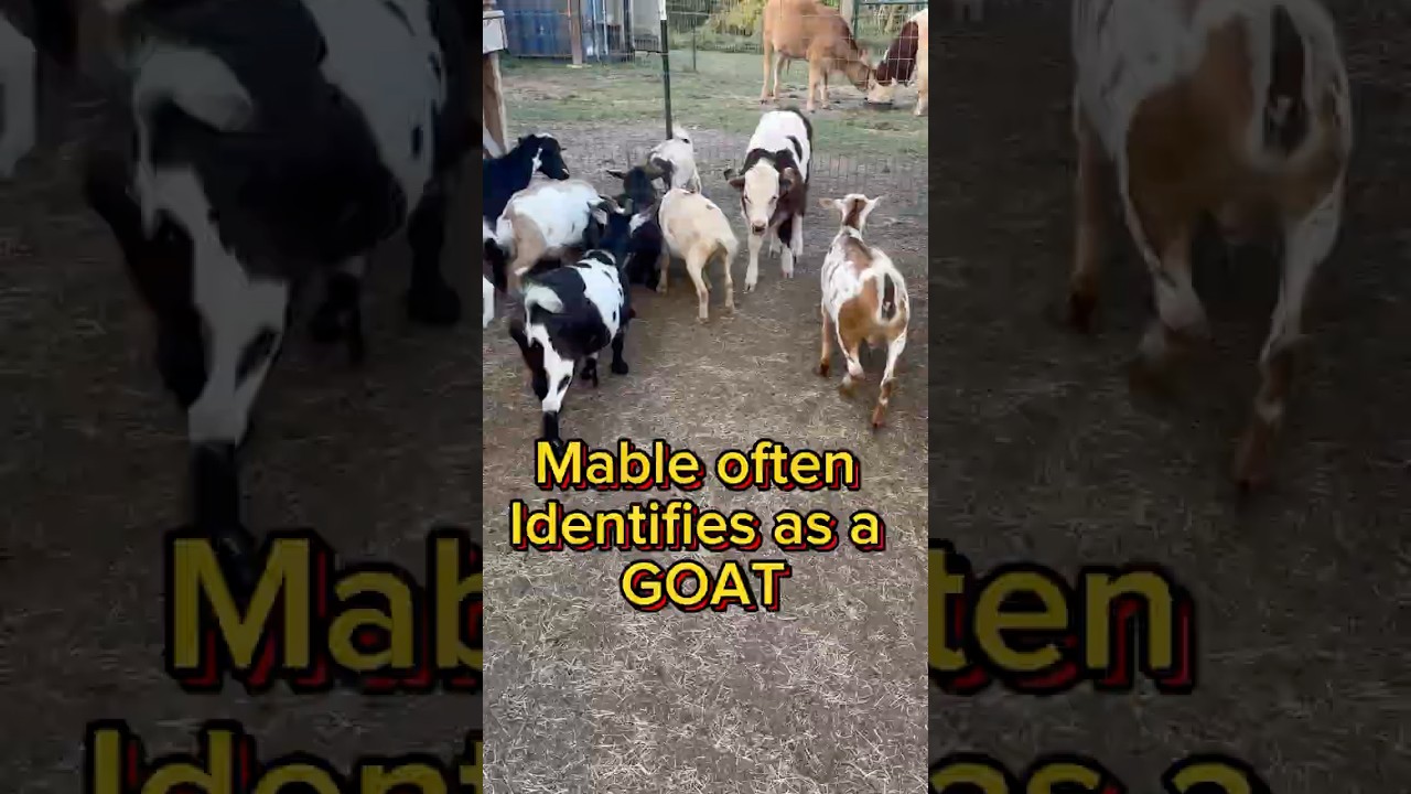 Mable identifies as a goat!