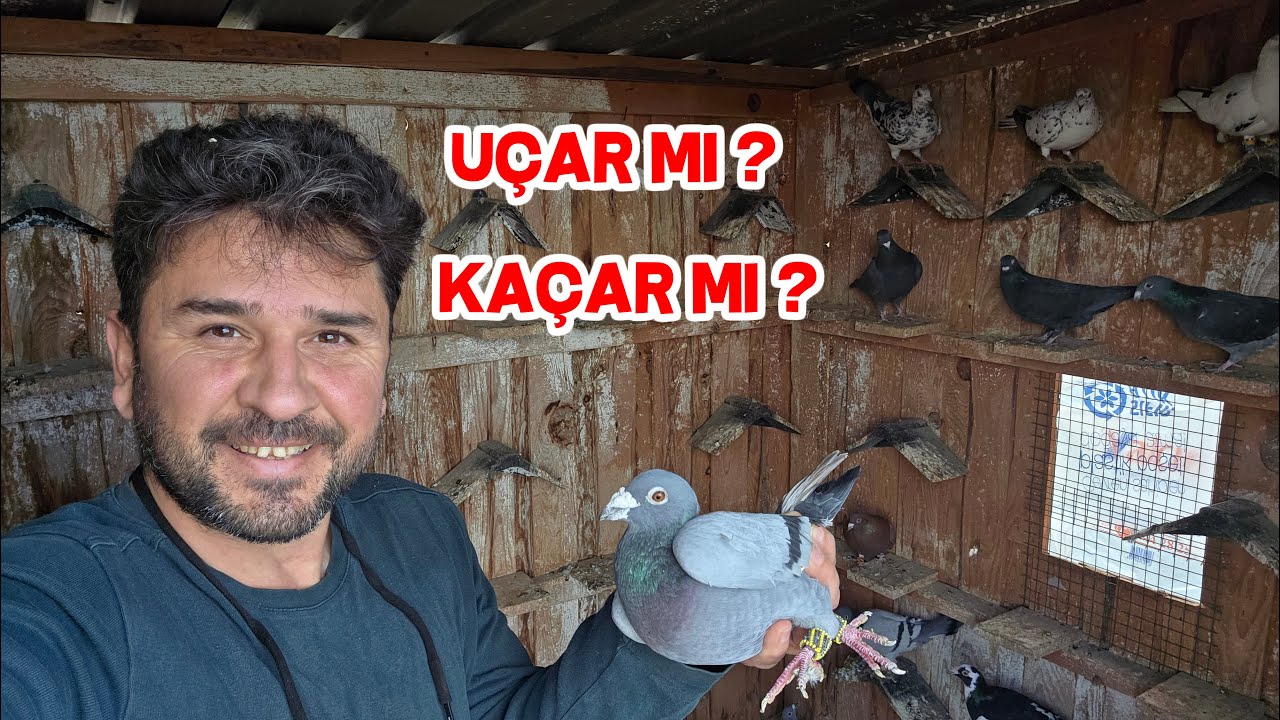 Hediye Güvercinin Kanadını Açtım