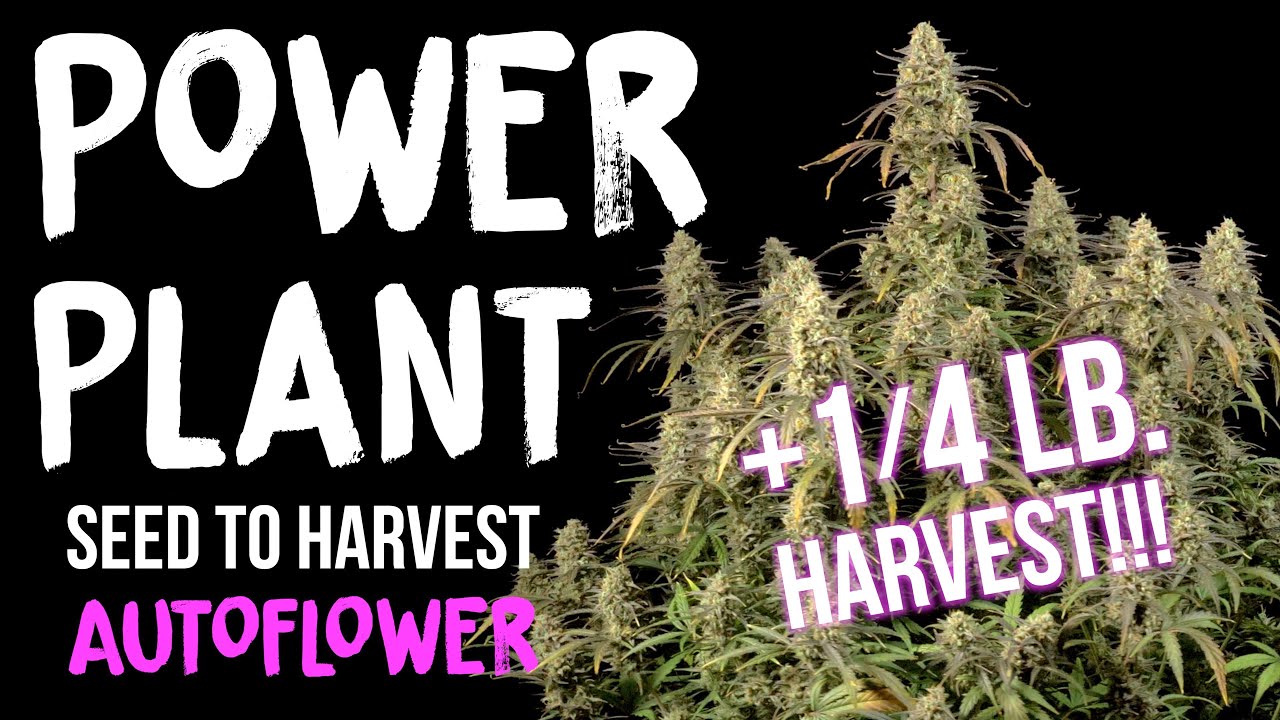 Power Plant Autoflower SEED to HARVEST review of SEEDSTOCKERS | Spider Farmer SE7000 LED Grow Light