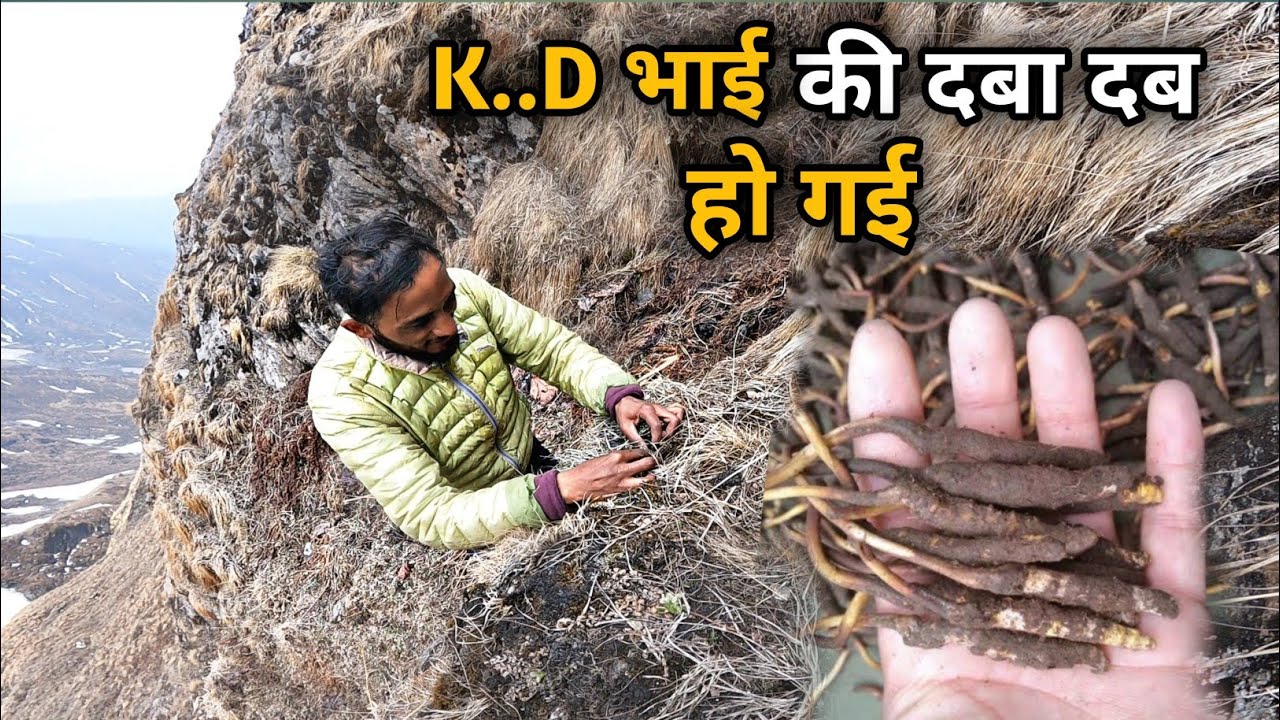 K..D भाई को दबा दबा कीड़ा जड़ी मिल गई 😂