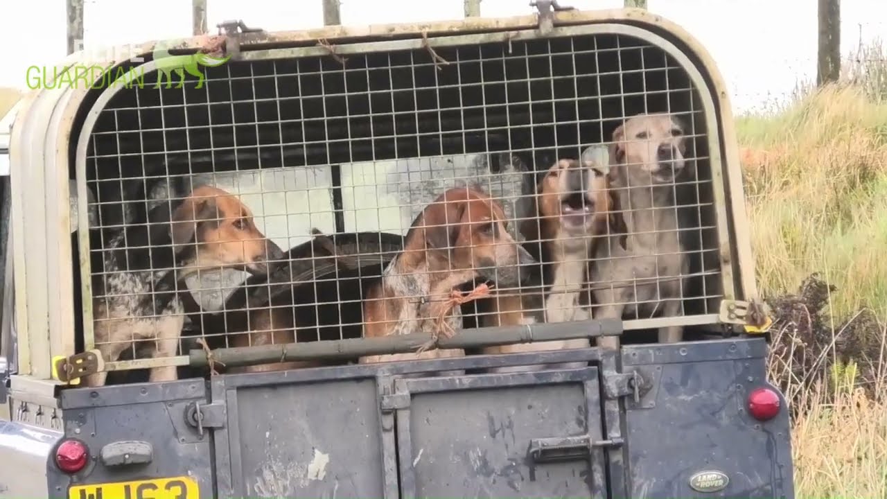 Devon and Somerset Staghounds terrorising wildlife