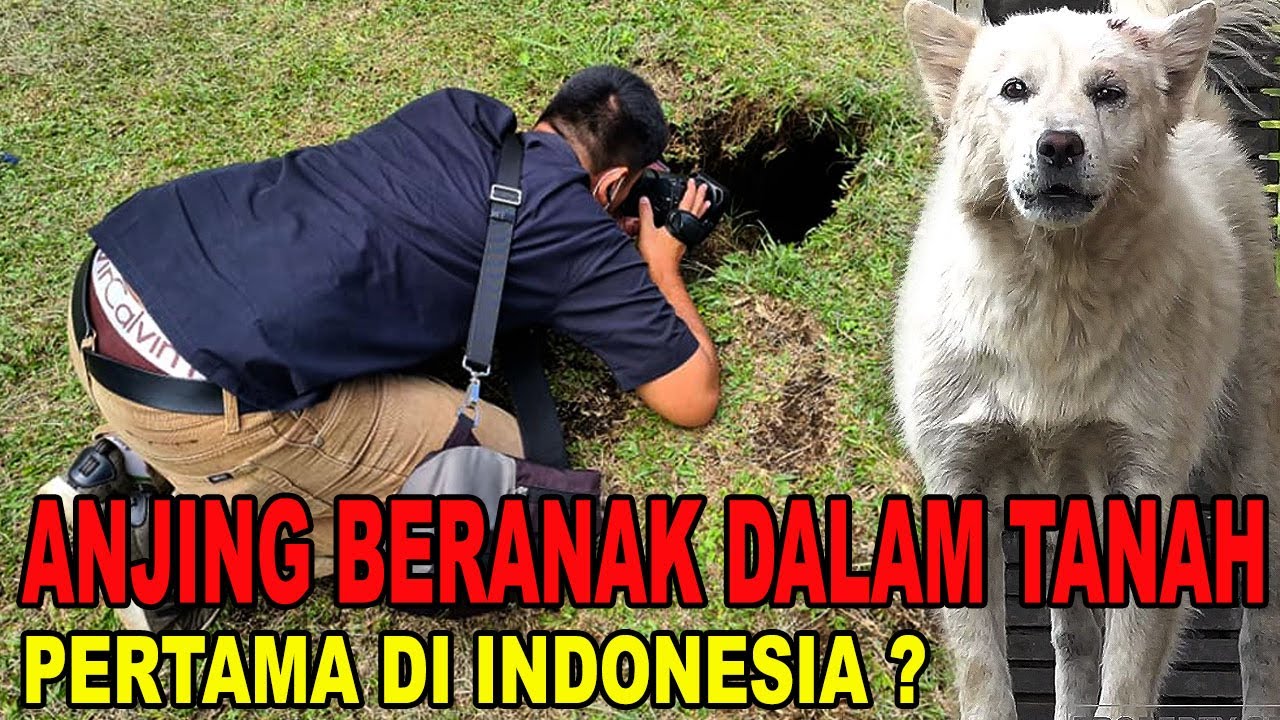 ANJING BERANAK DALAM TANAH - PERTAMAX KAH DI INDONESIA ??? - GEREBEK KENNEL ANJING KINTAMANI BALI