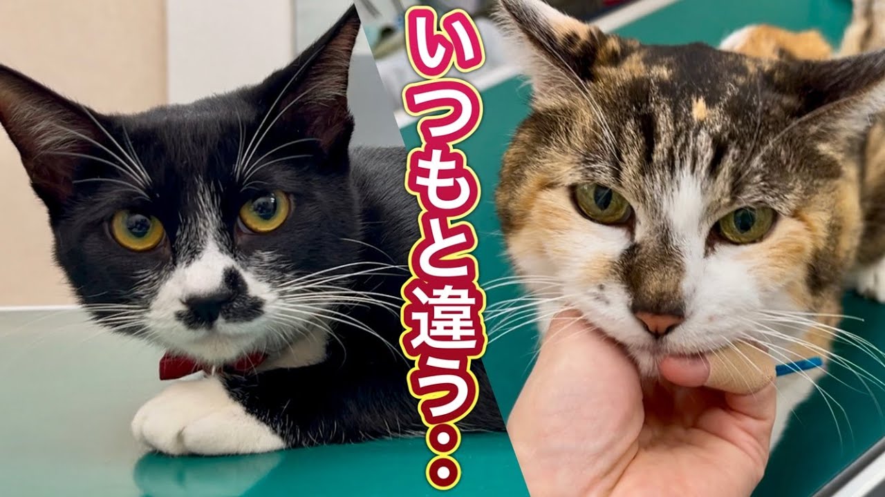 どしたの…？！今日のミケとヒメちゃんはいつもと違う・・・！！【元病院猫のミケとヒメちゃん】