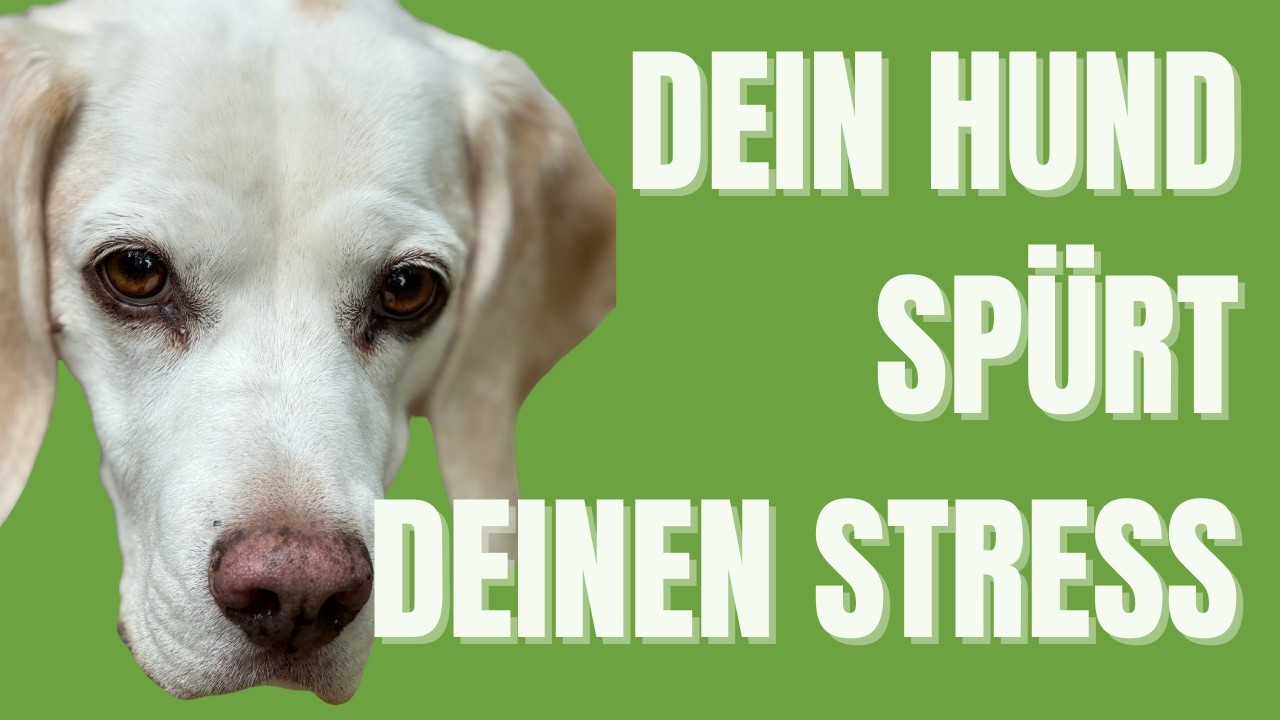 Warum dein Hund deinen Stress spürt – der Einfluss deines Nervensystems