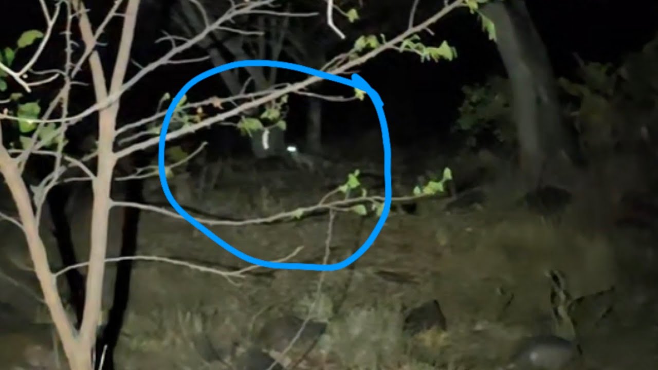 Seria el Cadejo o Algún coyote yo digo que un Coyote pero quien Sabe