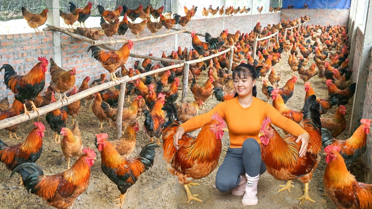Buying Many Capon Chickens from a Rural Woman, Use 3-Wheeled Truck Selling Them at the Market