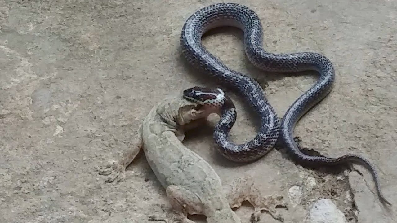 Cute Baby Wolf Snake Tries to Eat Gecko Lizard - Can He Swallow it? (Wolf Snake Feeding Top Moments)