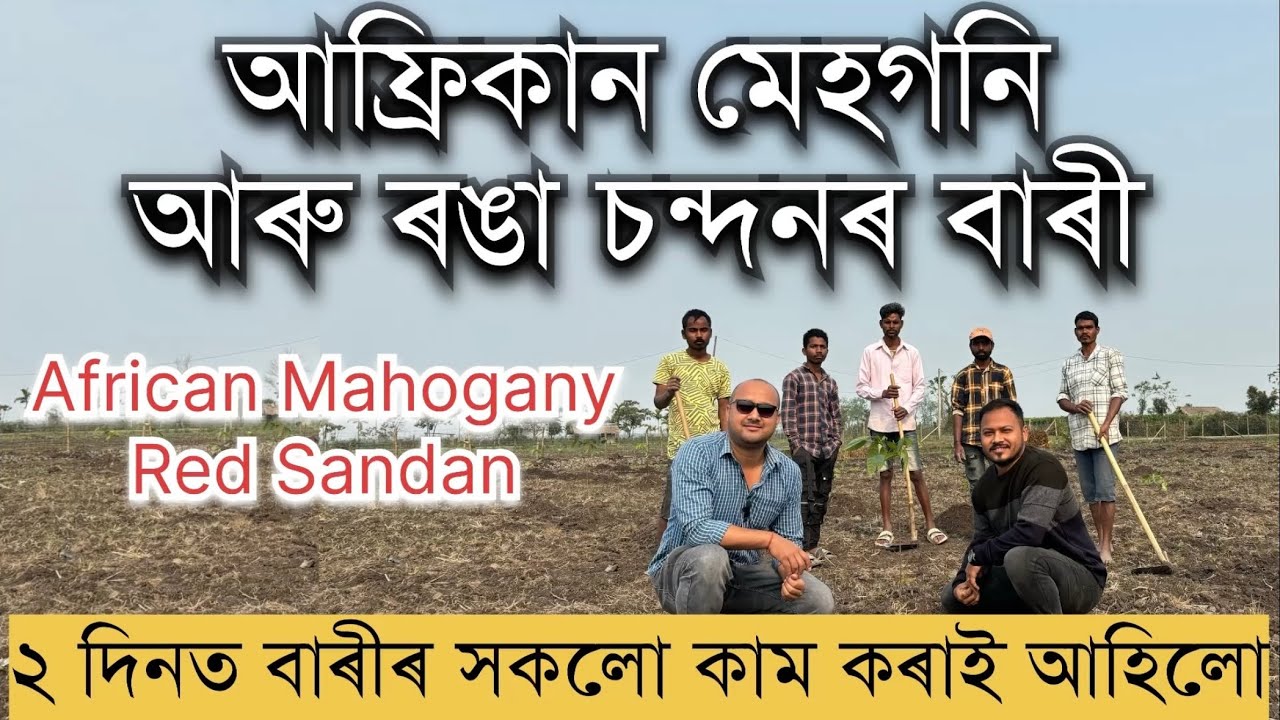 আফ্ৰিকান মেহগনি আৰু ৰঙা চন্দনৰ বাৰী। African Mahogany Planatation in Assam॥Types of Mehogany Plants