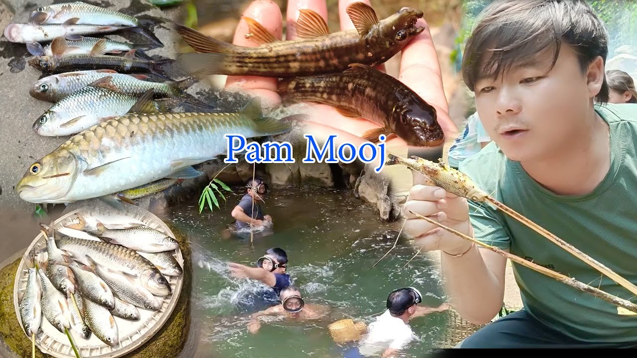 mus noj ntses pam mooj quav iab zos npab nas