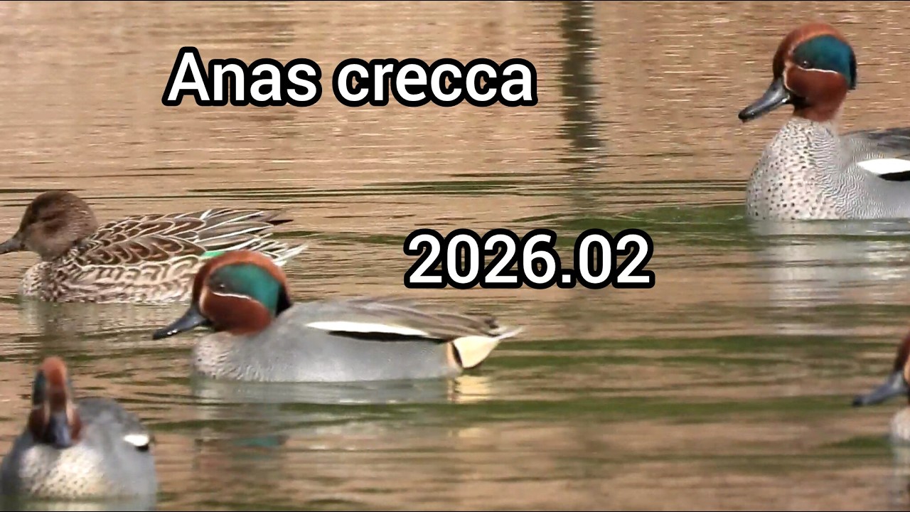 コガモ鳴き声 (Anas crecca) - カモの鳴き声 / Eurasian teal sounds / 公園のカモ じゅん菜池緑地 / 2026年2月