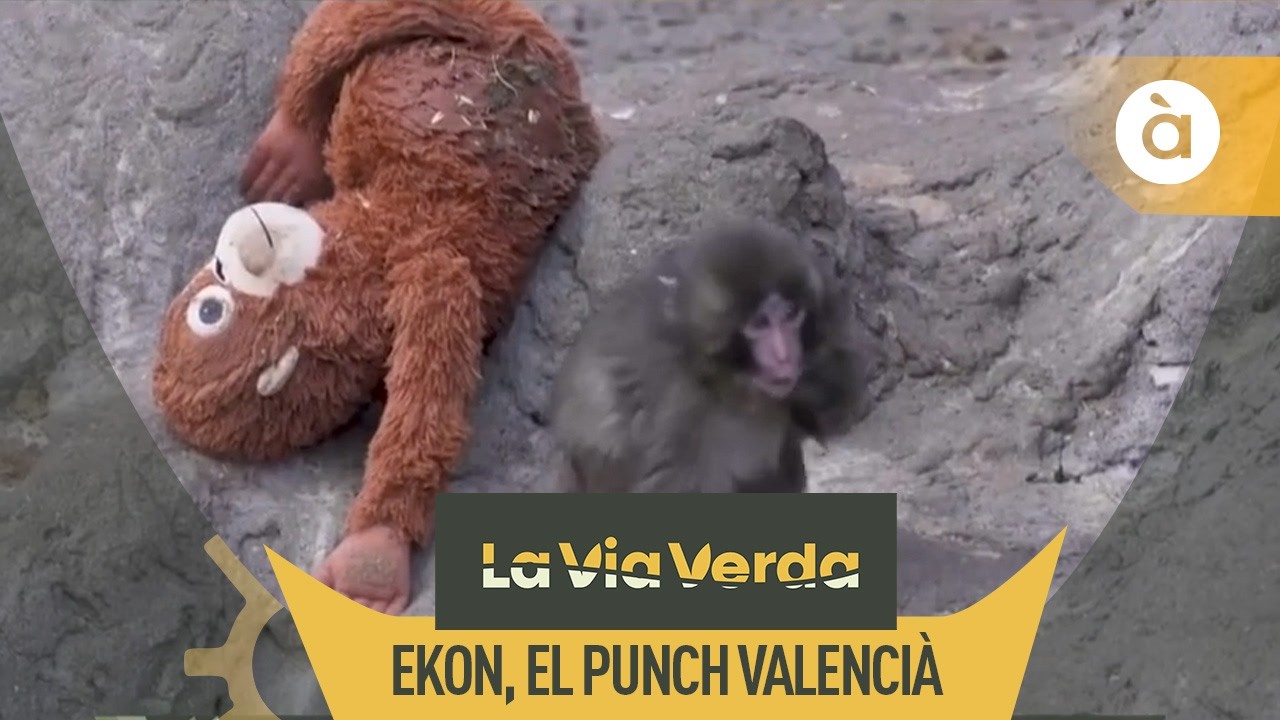 Així és Ekon, el Punch valencià del Bioparc