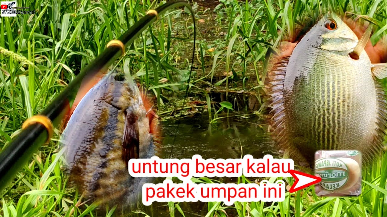 Umpan jitu‼️bikin tembakang dan sepat siam jadi rebutan#SN-040