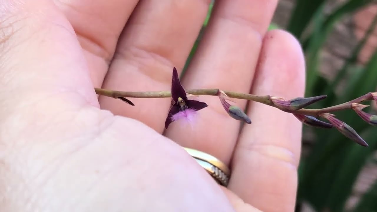 Vídeo de orquídeas florindo 