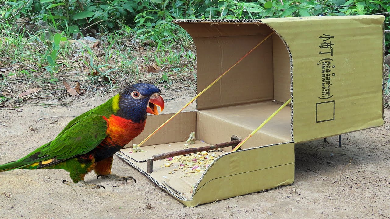 Very Quick Bird Trap - How To Make Parrot Trap Easy Using Cardboard Box & Woods