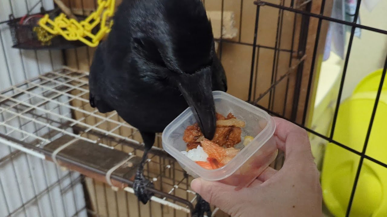 海鮮より揚げ物を頬張るカラスのハッピー