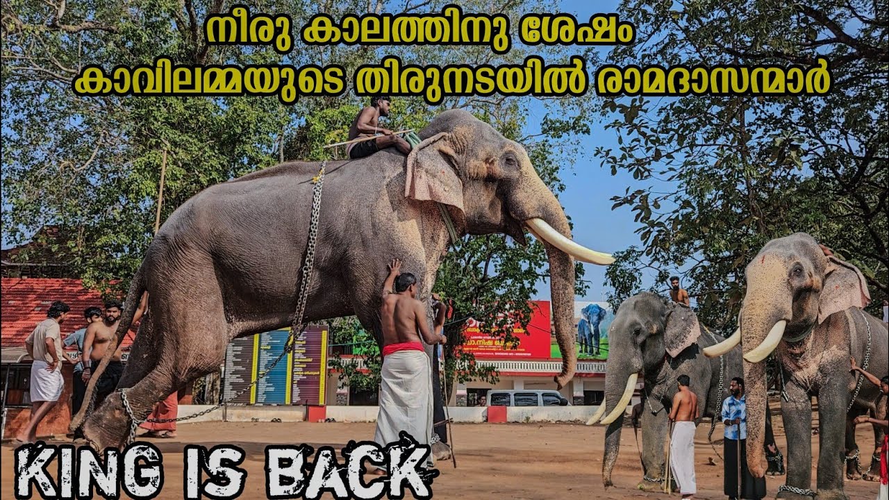 KING IS BACK 👑👑നീരു കാലത്തിനു ശേഷം കാവിലമ്മയുടെ തിരുനടയിൽ രാമദാസന്മാർ@peramangalam_valyana_