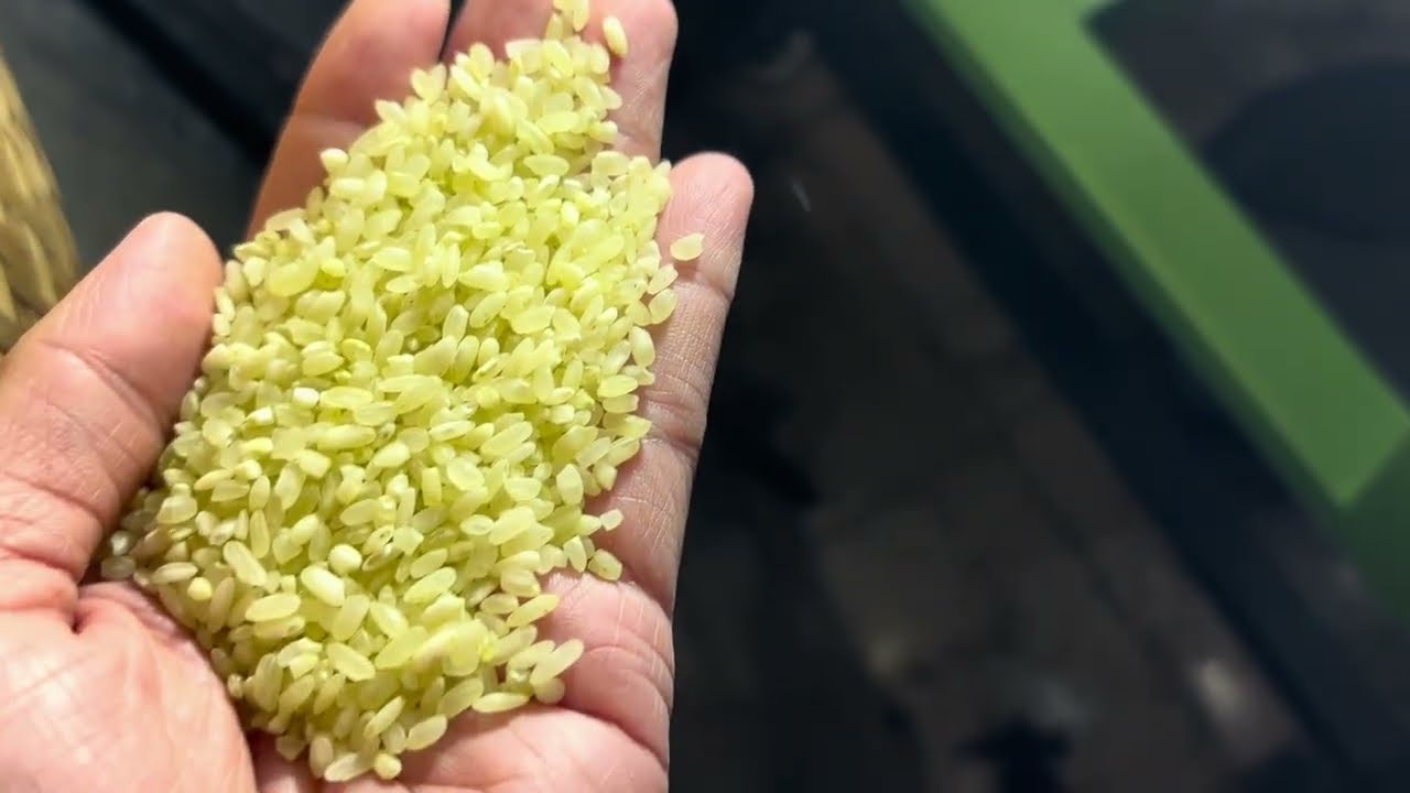 Máy Tách Gạo Nếp Mini 2025 | Nhỏ Gọn - Bền - Giá Từ 1xx