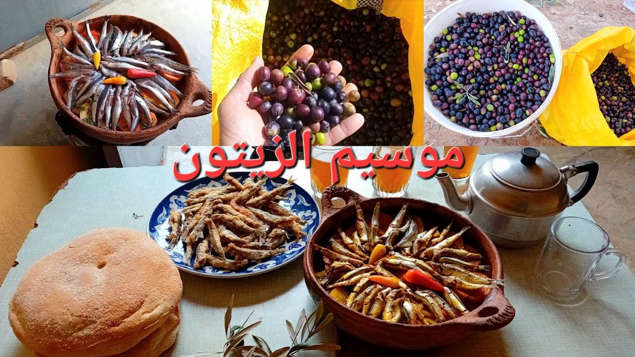 موسيم جني الزيتون وغداء بطجين دلحوت.🥘🫒