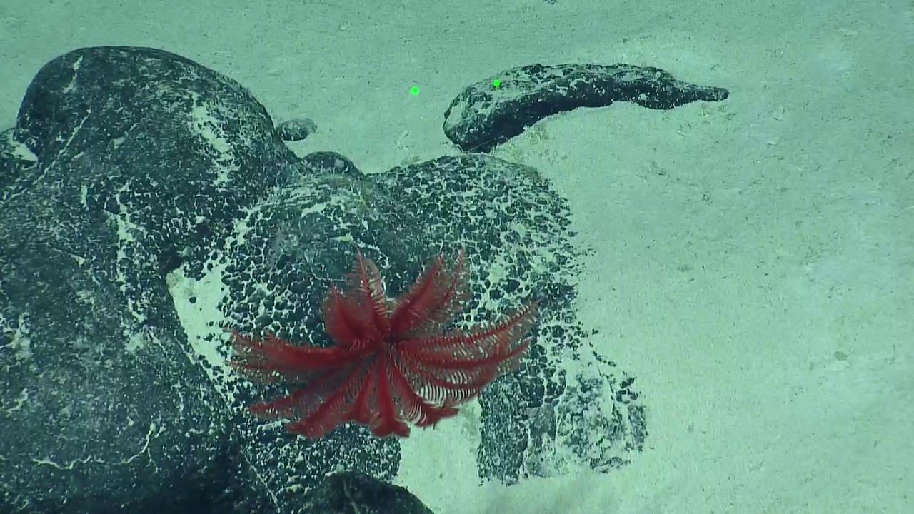 ROV Hercules Dive NA114-H1787-20190909T1143UTC-333