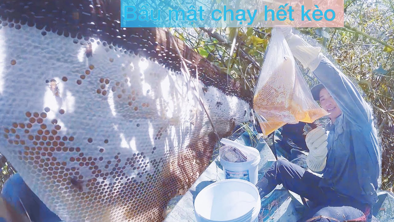 Phần 2 : khai thác ong mật ong khoái từ nghề gác kèo ong rừng 
