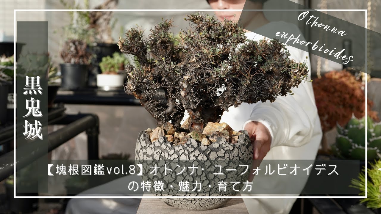 【塊根図鑑vol 8】Othonna euphorbioides（オトンナ•ユーフォルビオイデス）の特徴・魅力・育て方