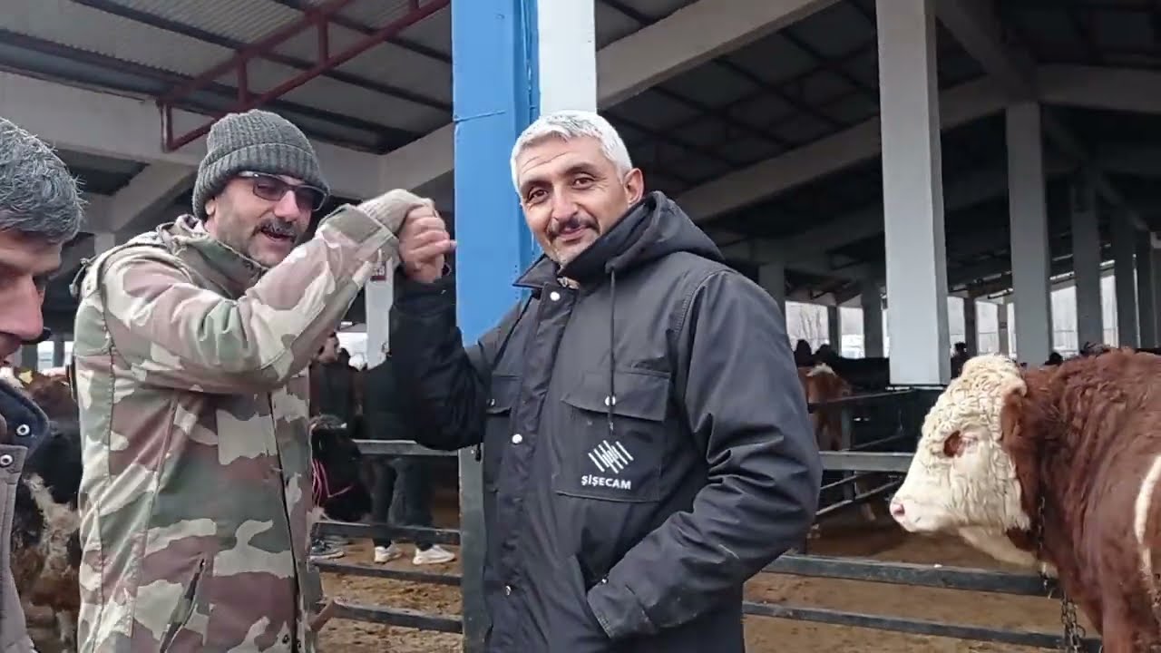 KAHRAMANMARAŞ GÖKSUN HAYVAN PAZARI 23 Aralık 2025