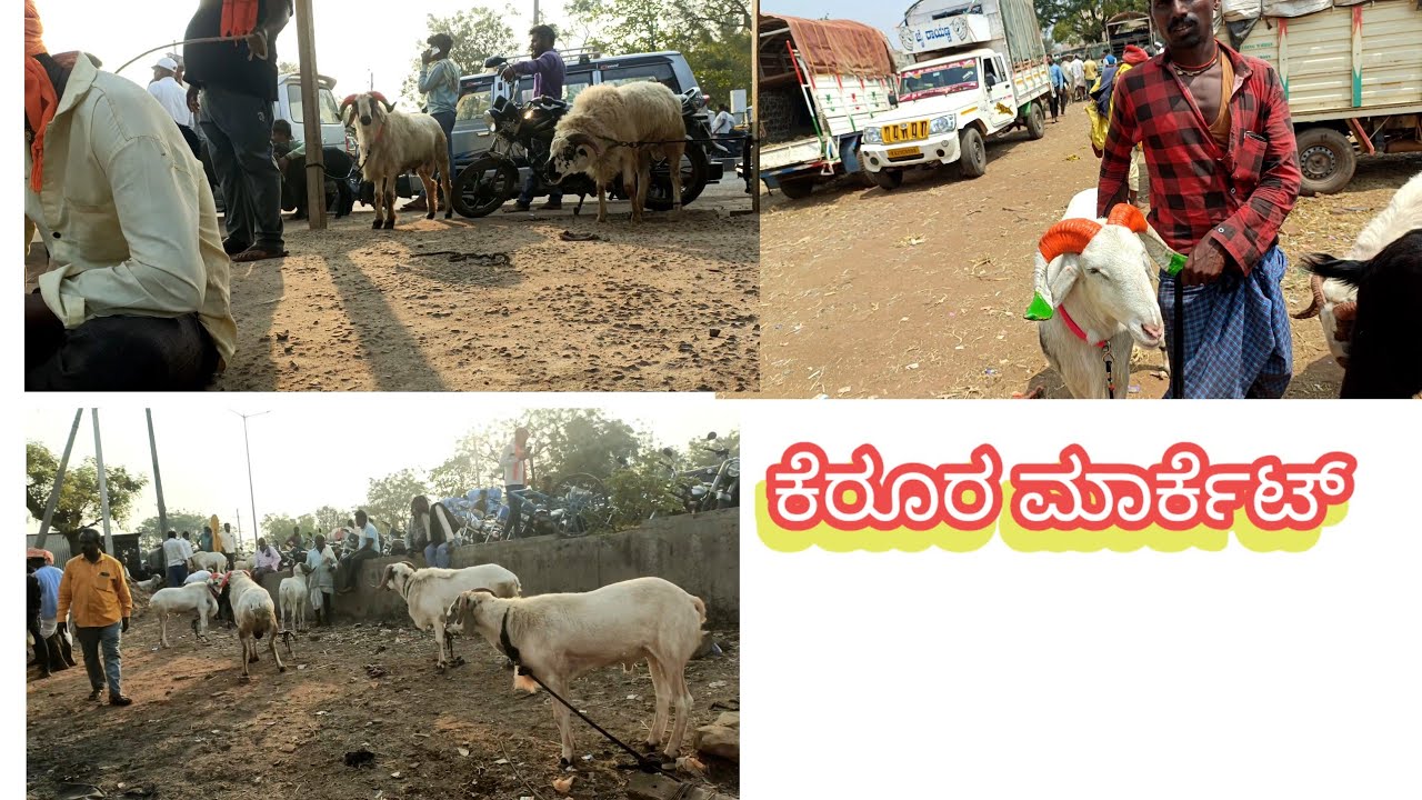 kerur Sheep market new video 11/3/26