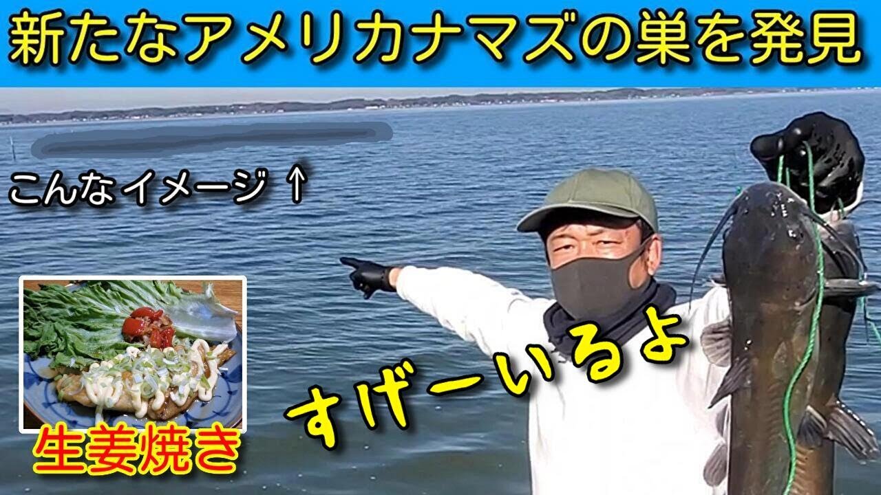 【霞ヶ浦】新しいアメリカナマズの巣を発見！絶対釣れる！アメナマを生姜焼きで食べる