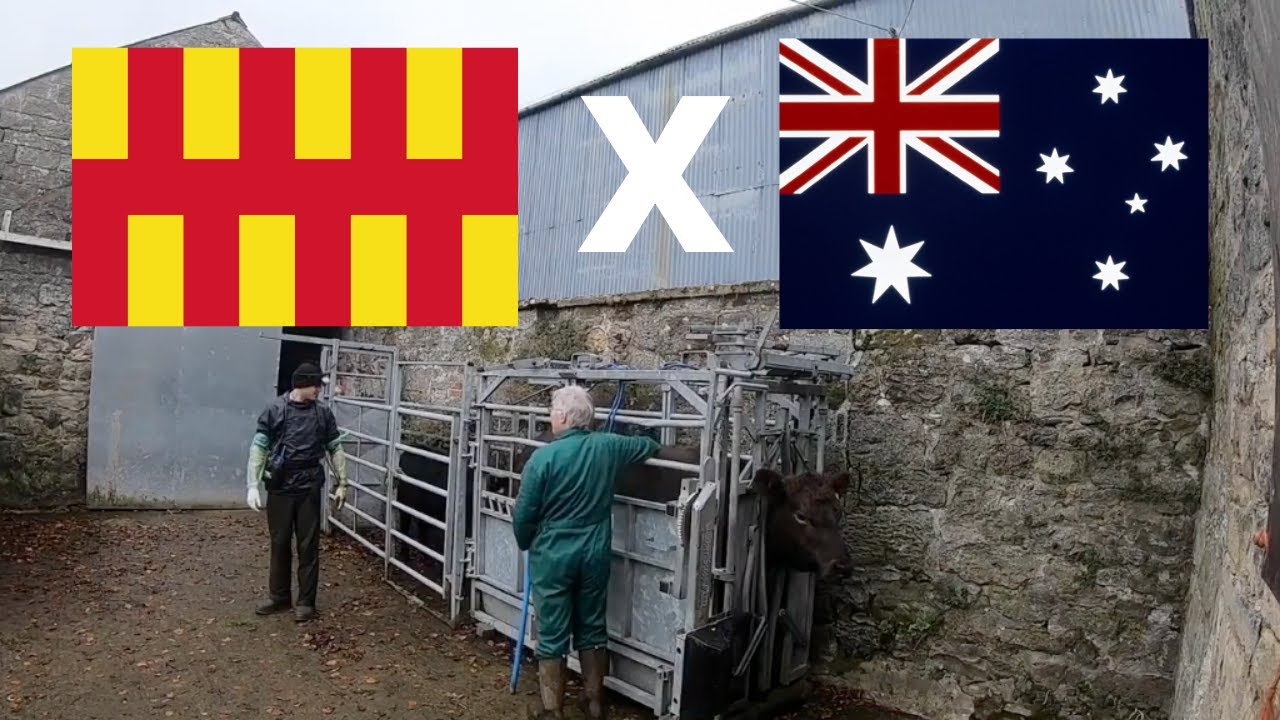 AUSTRALIAN COWS IN NORTHUMBERLAND | VLOG 2: Murray Grey magic