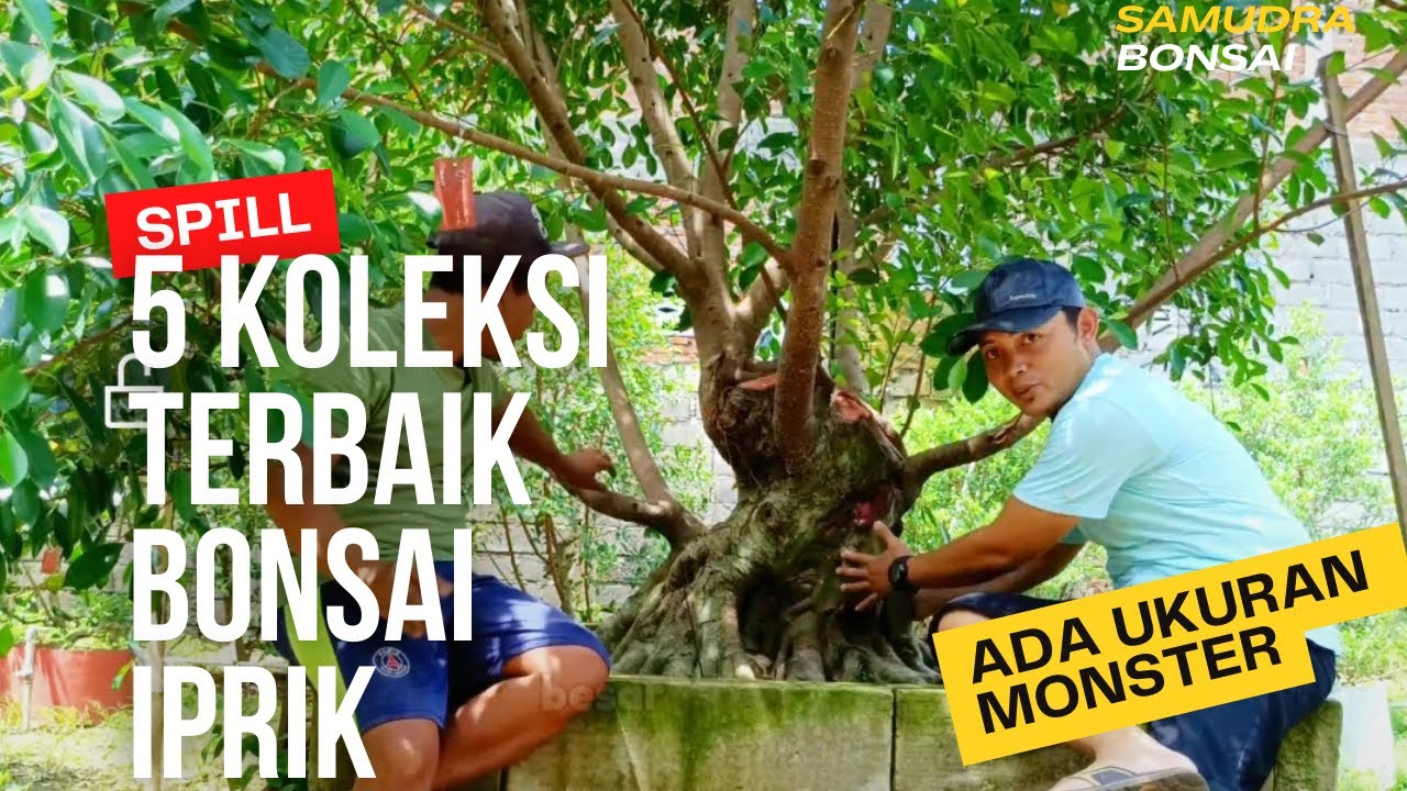 5 Bahan Bonsai Beringin Iprik Calon Juara Koleksi Samudra Bonsai