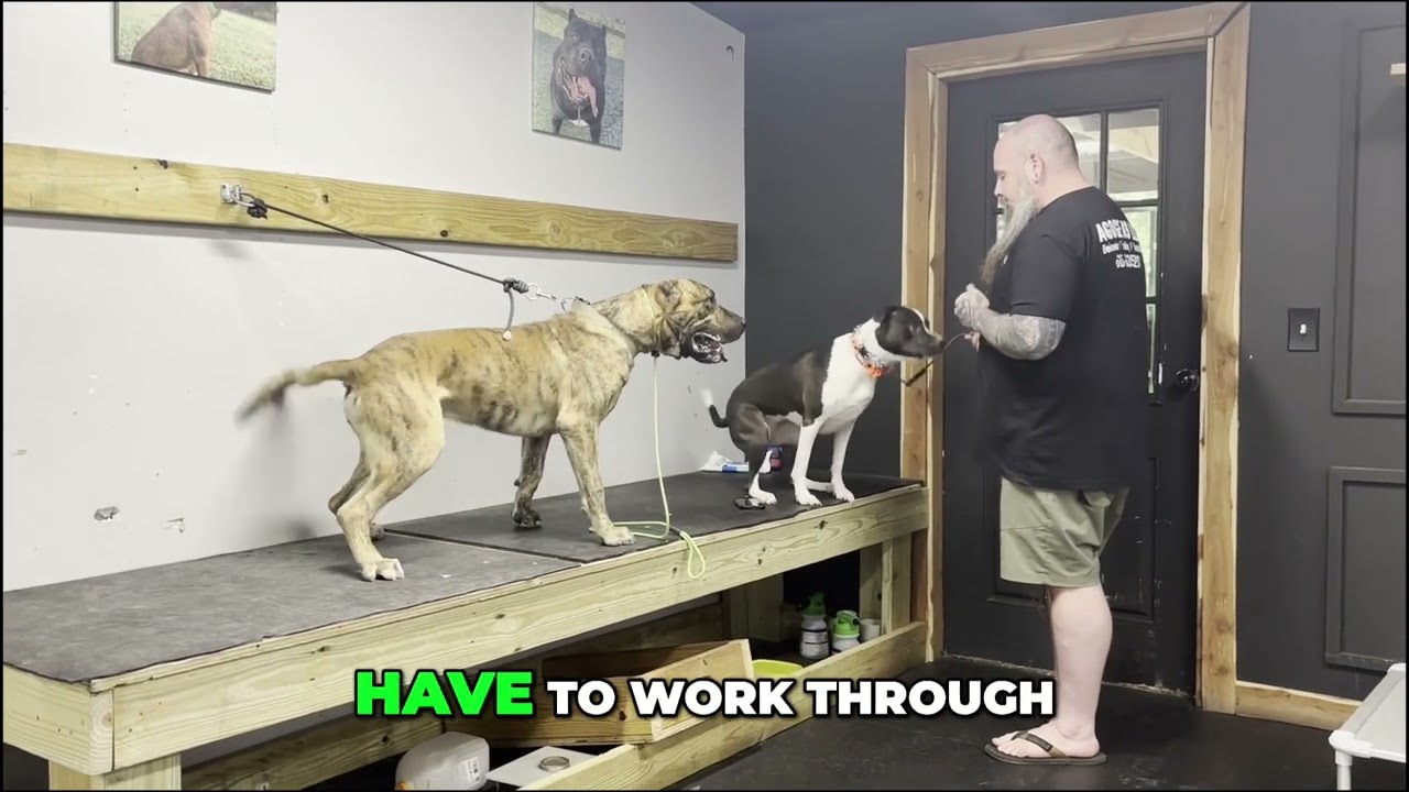 Reactive Dog Transformation: Dolly's 3-Week Training!