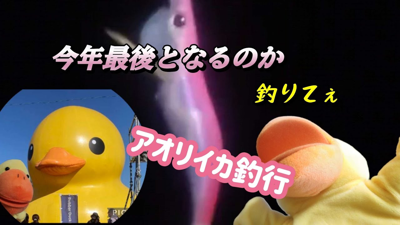 【釣りエンタメ】11月下旬　別府湾アオリイカ釣行！