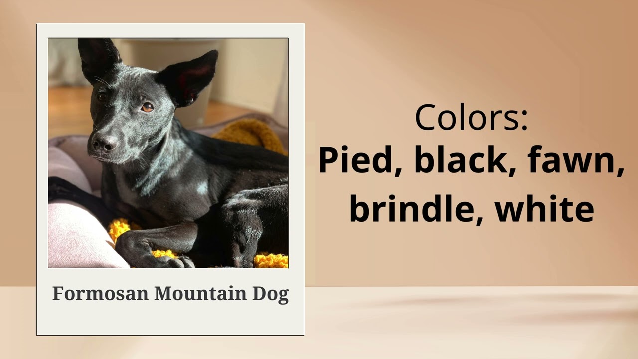 Basic Information About Formosan Mountain Dog (Taiwan Dog)