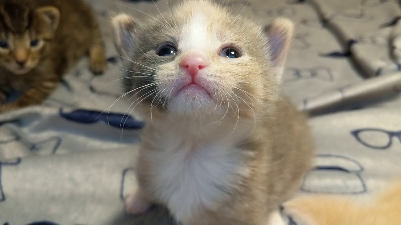 News and Mews 2019-03-04