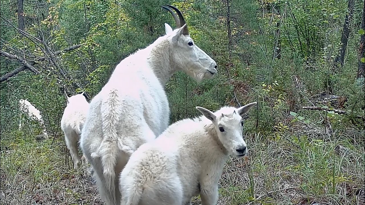 Annual Goat Gathering