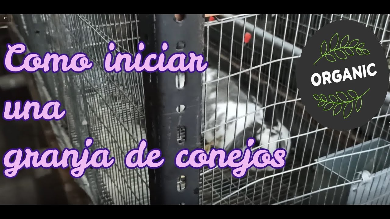 CRIANZA DE CONEJOS ¿COMO INICIAR?